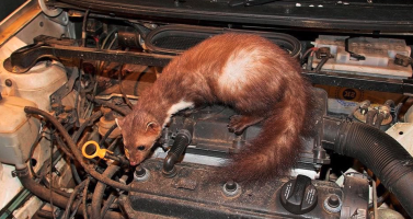 Nagetiere stoppen!